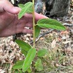 Sida hackettiana Leaf