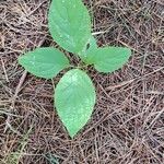 Cornus rugosa Plante entière