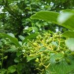 Viburnum sieboldii Gyümölcs