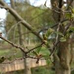 Cercocarpus montanus Foglia