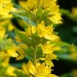 Lysimachia punctata 葉