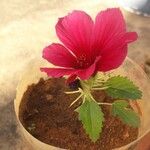 Hibiscus cannabinus Flower