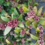 Skimmia japonicaBlodyn