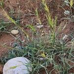 Aegilops triuncialis Habitat