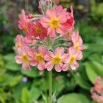 Primula bulleyana Flower