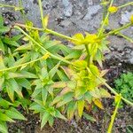 Lilium lancifolium Leaf