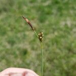 Carex panicea Kwiat