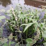 Sagittaria sagittifolia Tervik taim