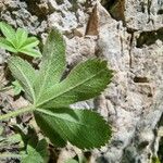 Potentilla caulescens Φύλλο