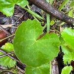 Centella asiaticaBlad