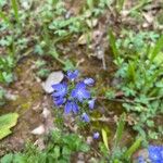 Veronica orsiniana Fiore