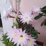 Echinopsis oxygona Flor