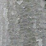 Zelkova carpinifolia Bark