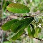 Amelanchier alnifolia Ліст