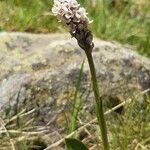 Gymnadenia frivaldii Flower