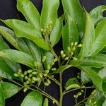 Tapirira guianensis 果実