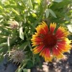 Gaillardia x grandifloraÕis