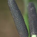 Freycinetia spectabilis