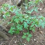 Geranium purpureum ഇല