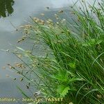 Carex disticha Tervik taim