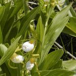 Cypripedium candidum Vekstform