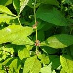 Triosteum perfoliatum Fiore