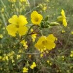 Bunias erucago Floare