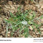 Torilis leptophylla Hoja