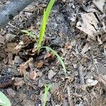Ehrharta erecta Blatt