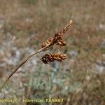 Carex liparocarpos Other