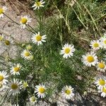 Tripleurospermum inodorumFlower