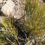 Ephedra viridis Kéreg/szár