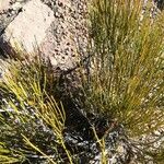 Ephedra viridis Bark