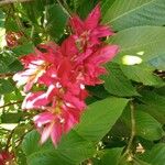 Megaskepasma erythrochlamys फूल