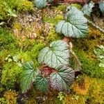 Rubus tricolor Leaf