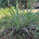 Tripsacum dactyloides Leaf