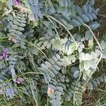 Vicia sepium Blad