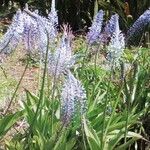 Scilla hyacinthoides Λουλούδι
