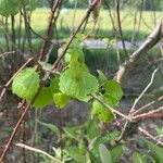 Celastrus orbiculatus Folha