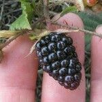 Rubus ursinus 果實