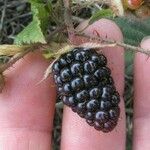 Rubus ursinus Fruit