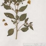 Physalis viscosa Habitus