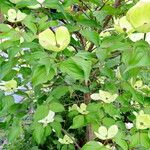 Cornus florida Характер