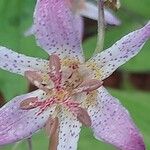 Tricyrtis formosana Flor