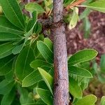 Exochorda × macrantha Bark