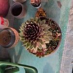 Sempervivum tectorumDeilen