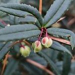 Berberis gagnepainii Flower