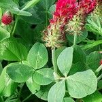 Trifolium incarnatum List