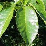 Tabebuia rosea Leaf