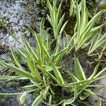 Iris laevigata Feuille